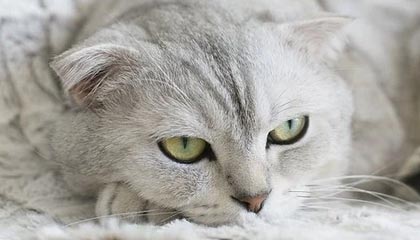 爱游戏娱乐-电竞电竞游戏公平竞技环境构建及技术挑战解决方案，电竞竞技概论