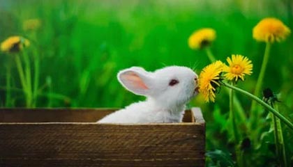 爱游戏综合娱乐-欧洲杯资格赛阵容确定，各国队员状态有口皆碑，欧洲杯参赛资格2020